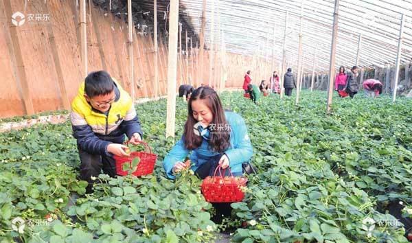 大棚草莓种植效益与技术要点详解