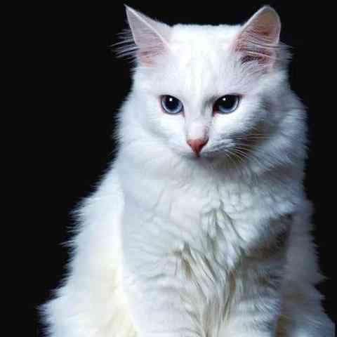 猫咪为何爬上屋顶？揭秘猫爬屋顶的常见原因与应对策略