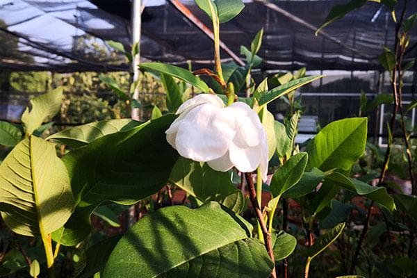 龙女花开昆明树木园