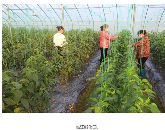 鲁渝协作："寿光模式"在千年开州落地生根