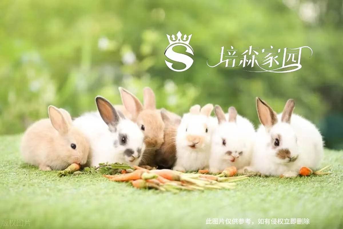 揭秘兔子眼睛颜色之谜：为什么小白兔的眼睛是红色的？
