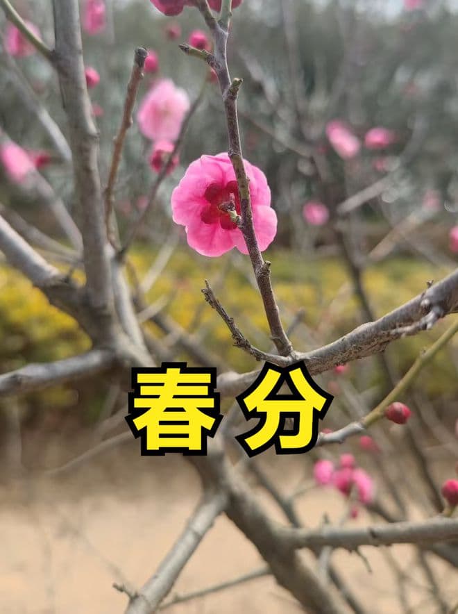 春分时节，这4种时令蔬菜正当季，营养美味，错过再等一年
