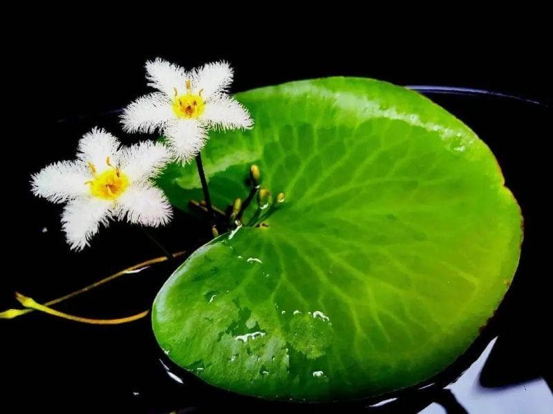 水中花园——上海植物园的水生植物集锦
