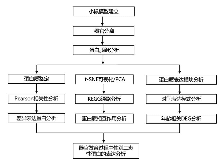 小鼠从婴儿期到成年期的多器官蛋白质组研究