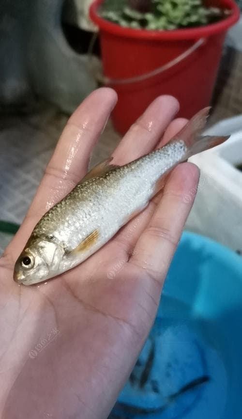 溪流钓鱼的技巧和方法（掌握正确技巧）