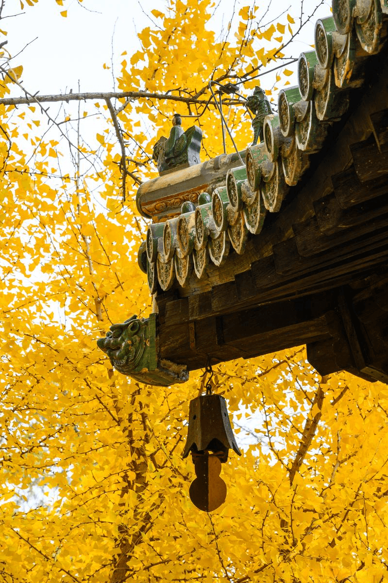 京西大探险！大觉寺及周边千年银杏，惊艳到词穷，值得你吹一年！