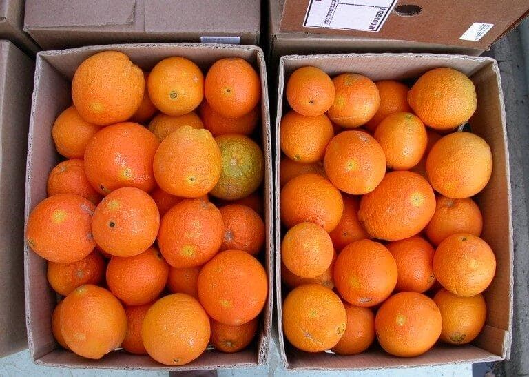 病毒生物农药可防治南非苹果蠹蛾