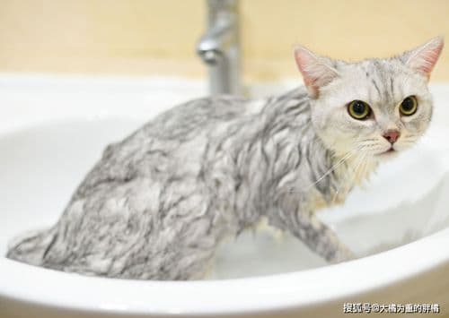 猫咪洗澡常见问题及护理指南