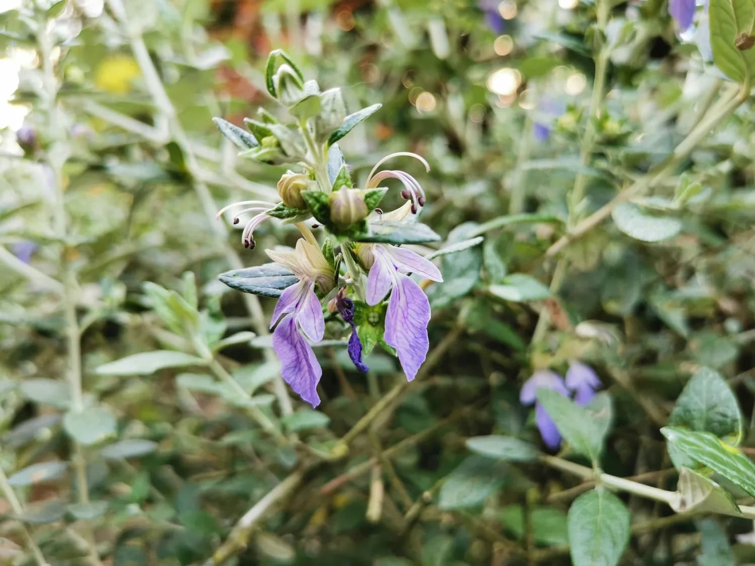 黄芩：冬季咳嗽的中医良方