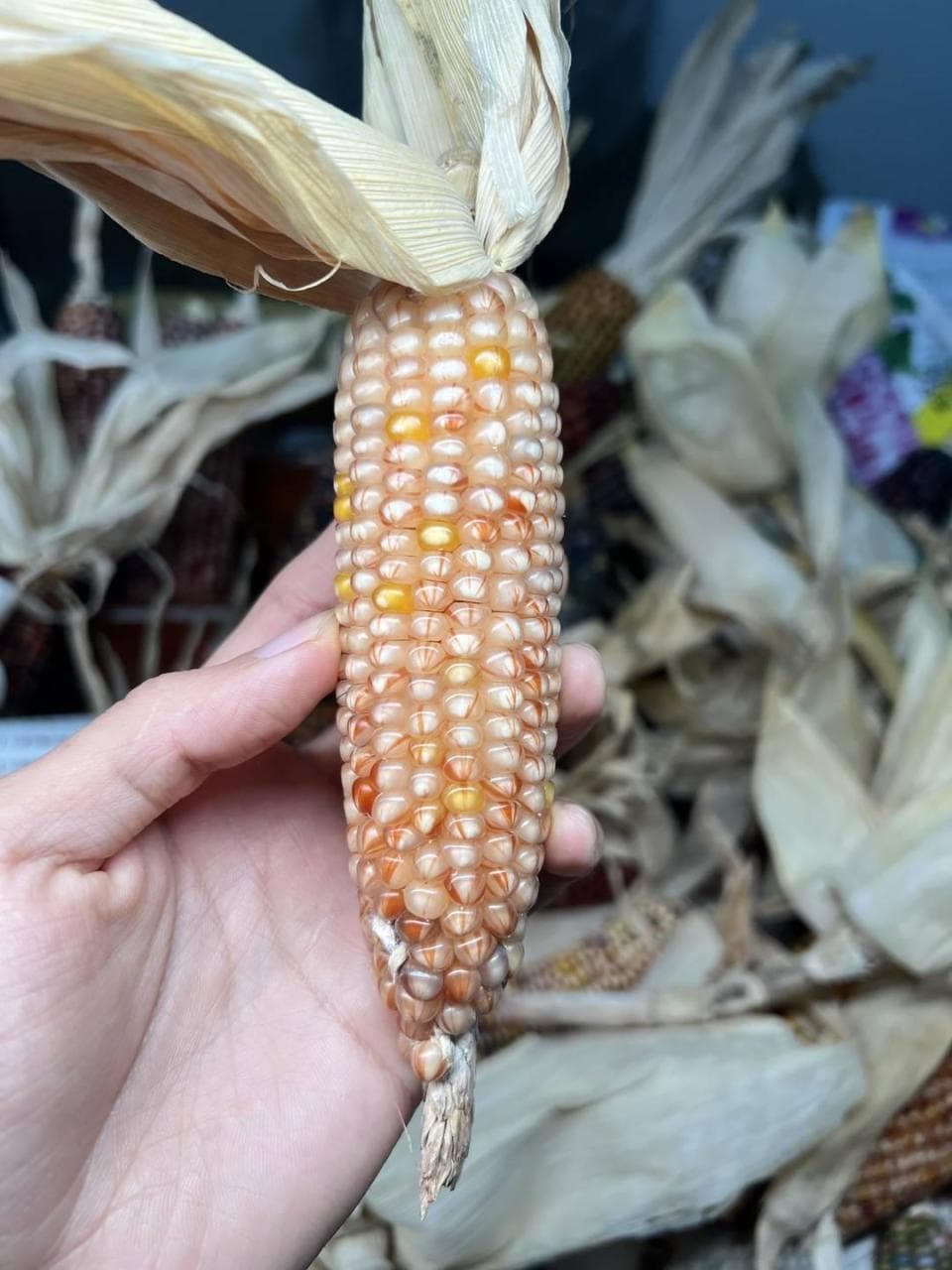 一根玉米超万元 文玩玉米种植者赚了吗？