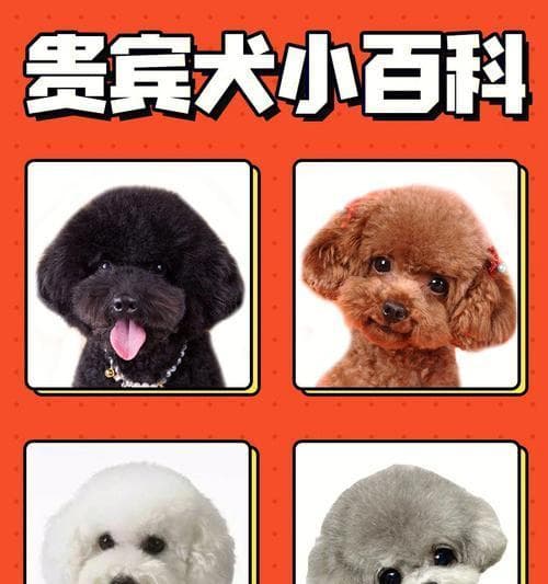 泰迪犬饮食清单：10种泰迪犬最爱吃的食物
