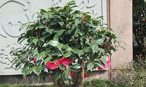 茶花养护全攻略：让茶花长得更好的六个秘诀