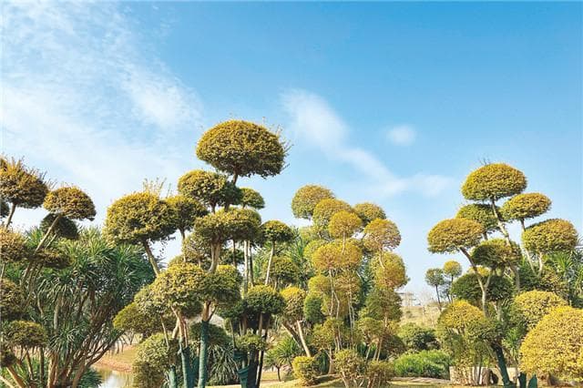 2025年春节起，青秀山将陆续开放4处新景区