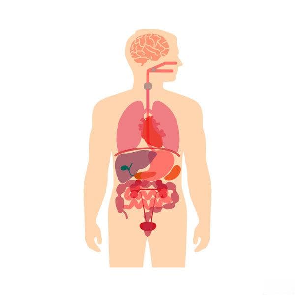 既是内分泌腺又是外分泌腺的是哪个器官