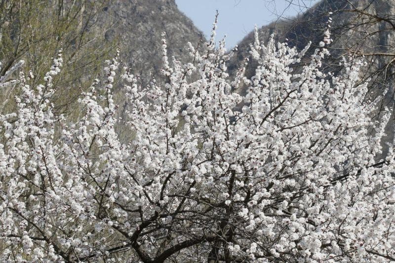 花传春信：“娇靥绽放春风中”的山杏