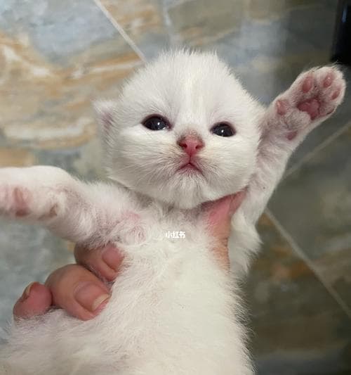 大猫咪能喝纯牛奶吗？喝了会有什么反应？