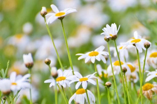 雏菊和洋甘菊、波斯菊的区别