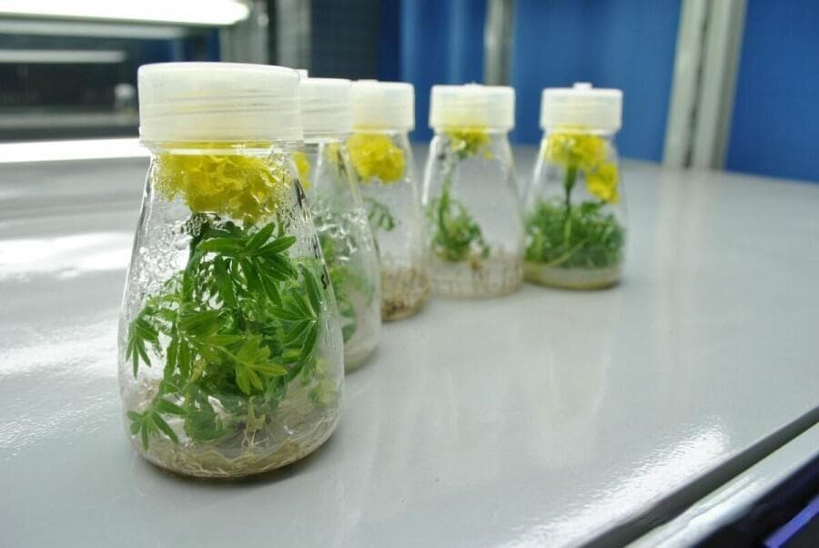 植物组织培养几种替代升汞消毒方式的对比 安全高效的外植体消毒