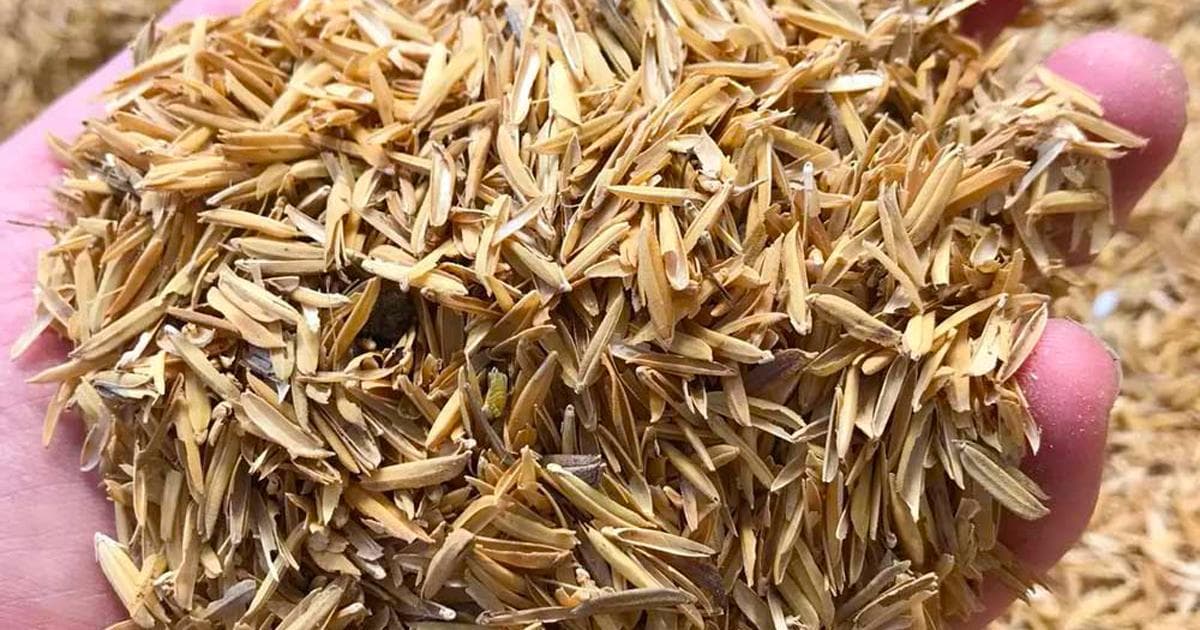探索稻壳的鲜为人知的用途