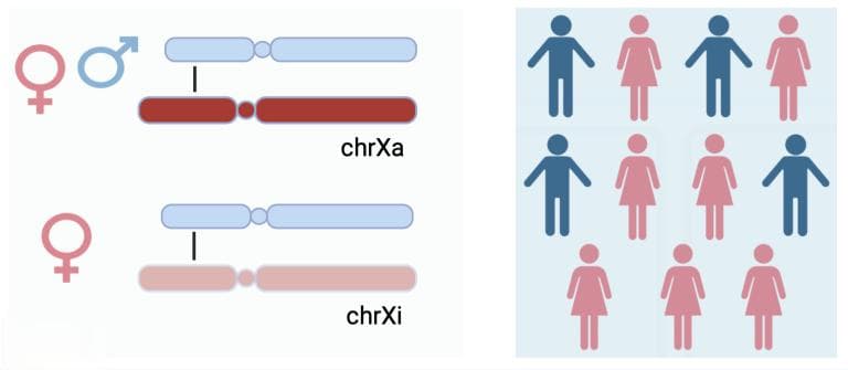 Cell | 研究揭示X染色体突变与癌症性别差异的联系