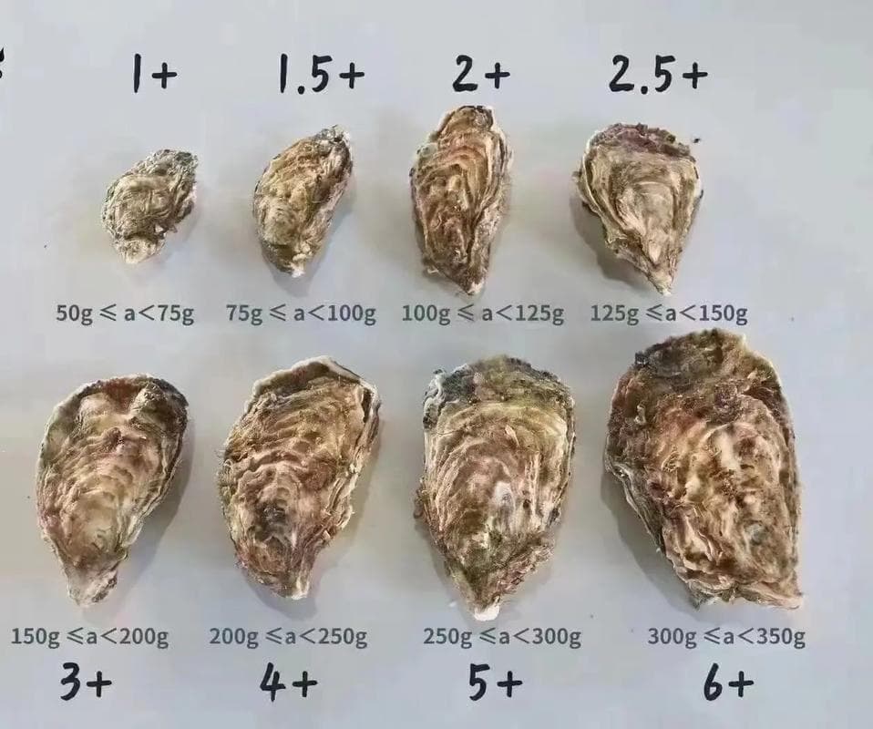 三倍体生蚝的特点（生蚝是二倍体好还是三倍体的好）