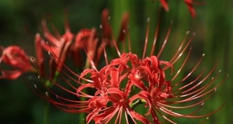 白色彼岸花：一种承载着丰富文化内涵的美丽花卉