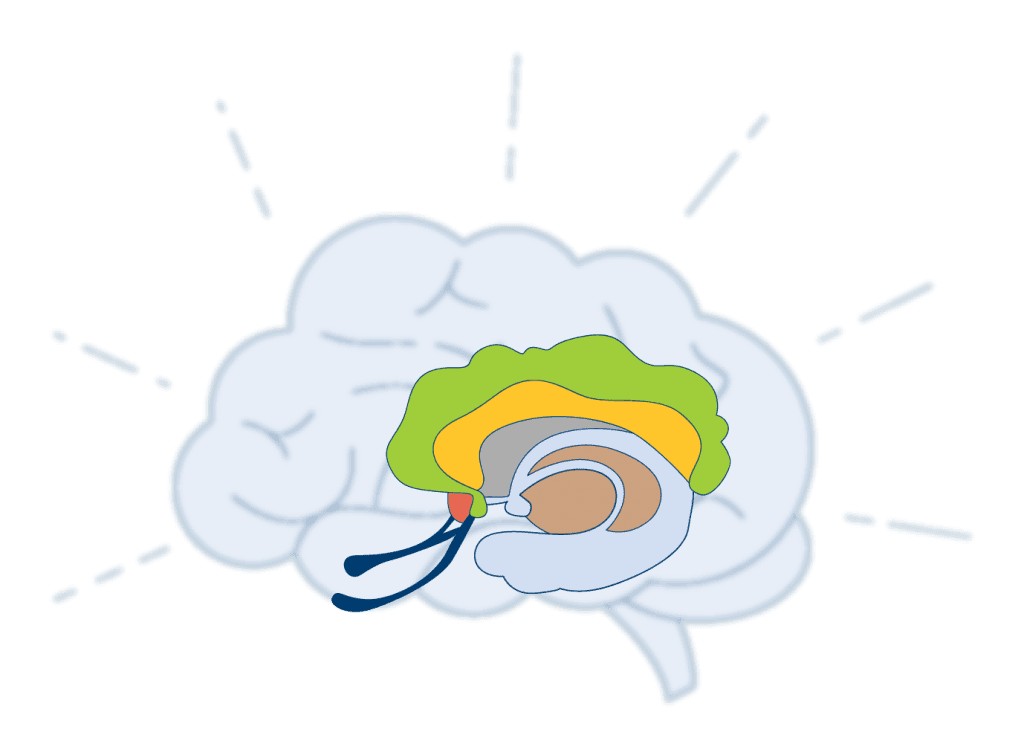 从脑科学到助眠指南：一文读懂睡眠调节机制
