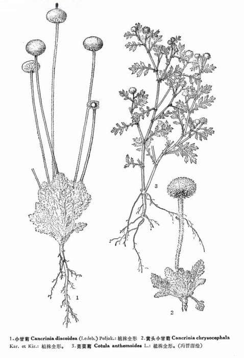 小甘菊Cancrinia discoidea (Ledeb.) Poljak.