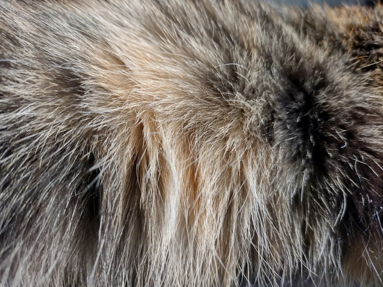 猫咪护肤神器：深海鱼油的正确使用法