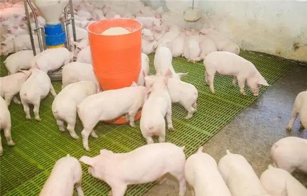 育肥猪高效饲养管理策略：优化环境、精准营养、精细管理与疾病防控