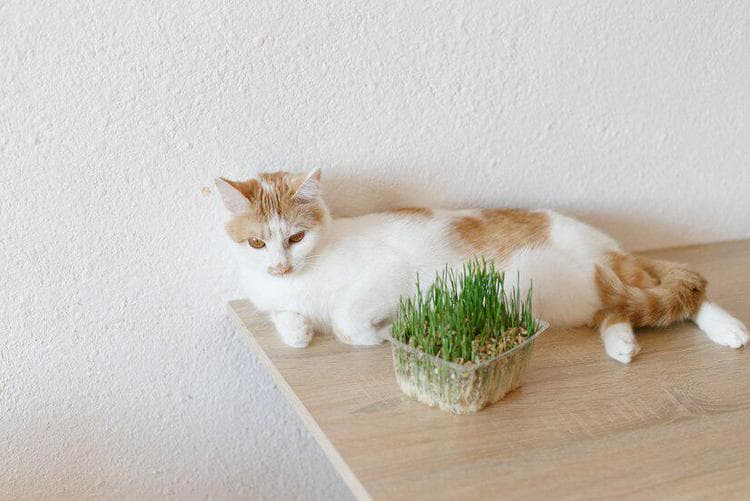 猫薄荷对猫有害处吗？猫薄荷对猫咪有什么副作用