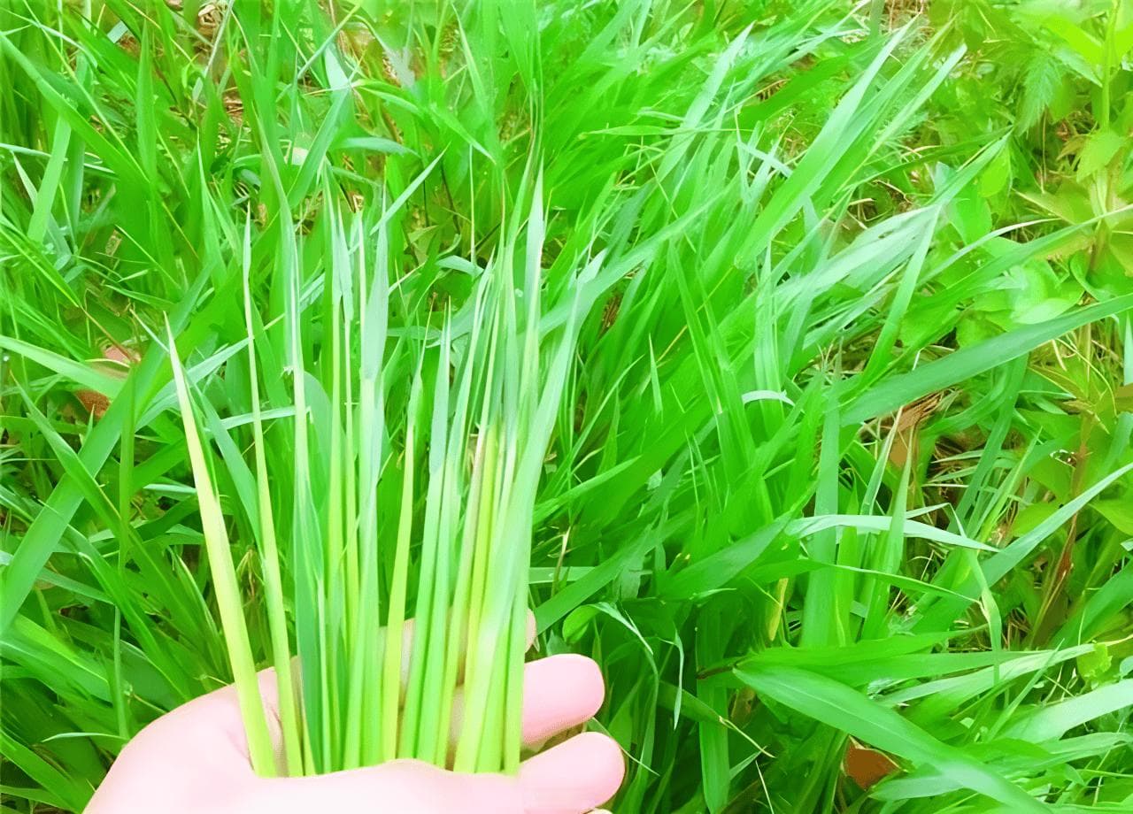 茅草根对身体而言，到底是有什么神奇功效？
