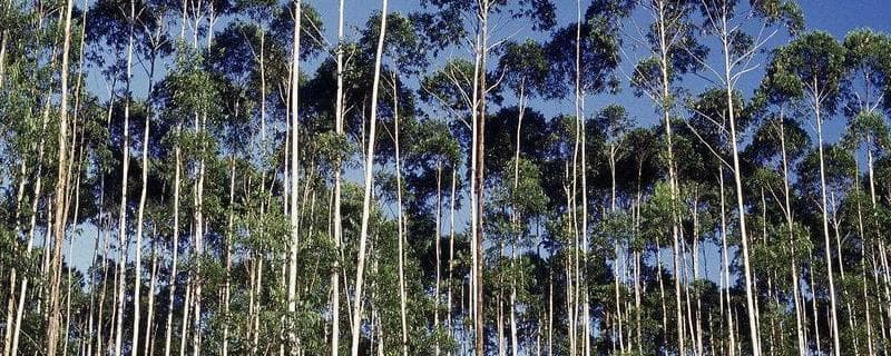 五种优质桉树品种推荐及种植危害分析
