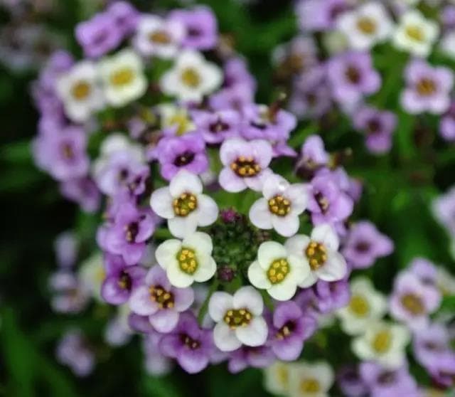 香雪球种植技巧：喜湿冷、怕高温，夏季这样养