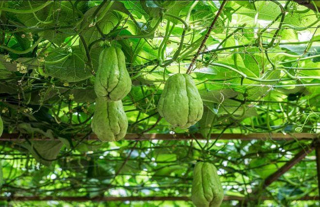 佛手瓜的种植与管理要点