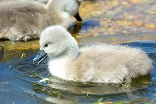 春季怎样养殖小鹅？