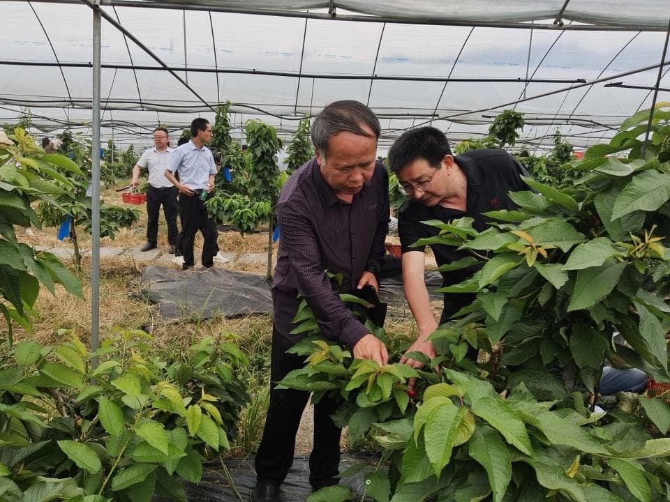一颗车厘子的达州“安家”之路