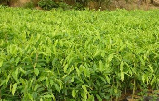 探秘沉香的生长环境：热带雨林与特殊气候下的生命力