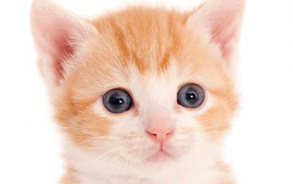 猫和狗谁聪明？从神经细胞到行为特征的全面解析