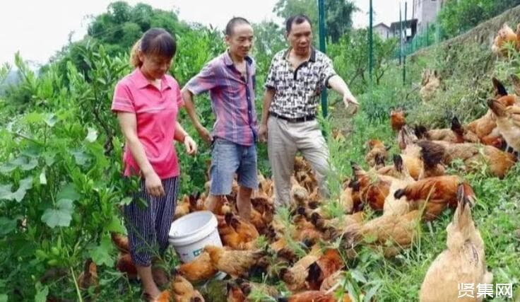 不懂养殖的新手，养殖这五类动物比较好