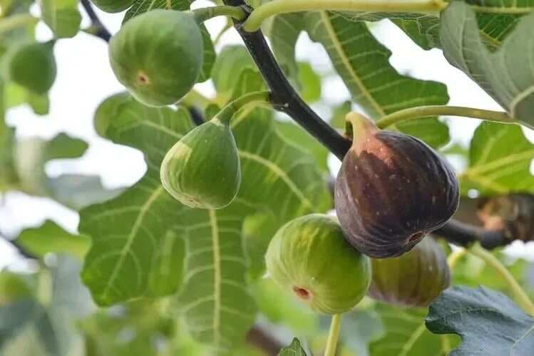 独一无二的授粉植物——无花果