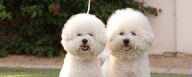 白色的小型犬
