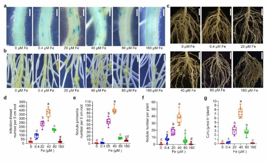 Nature Plants：李霞团队揭示铁养分驱动的大豆等豆科植物结瘤新机制