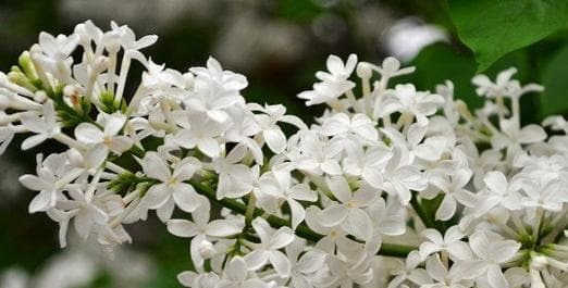 丁香花的多重魅力：从文化符号到实用价值
