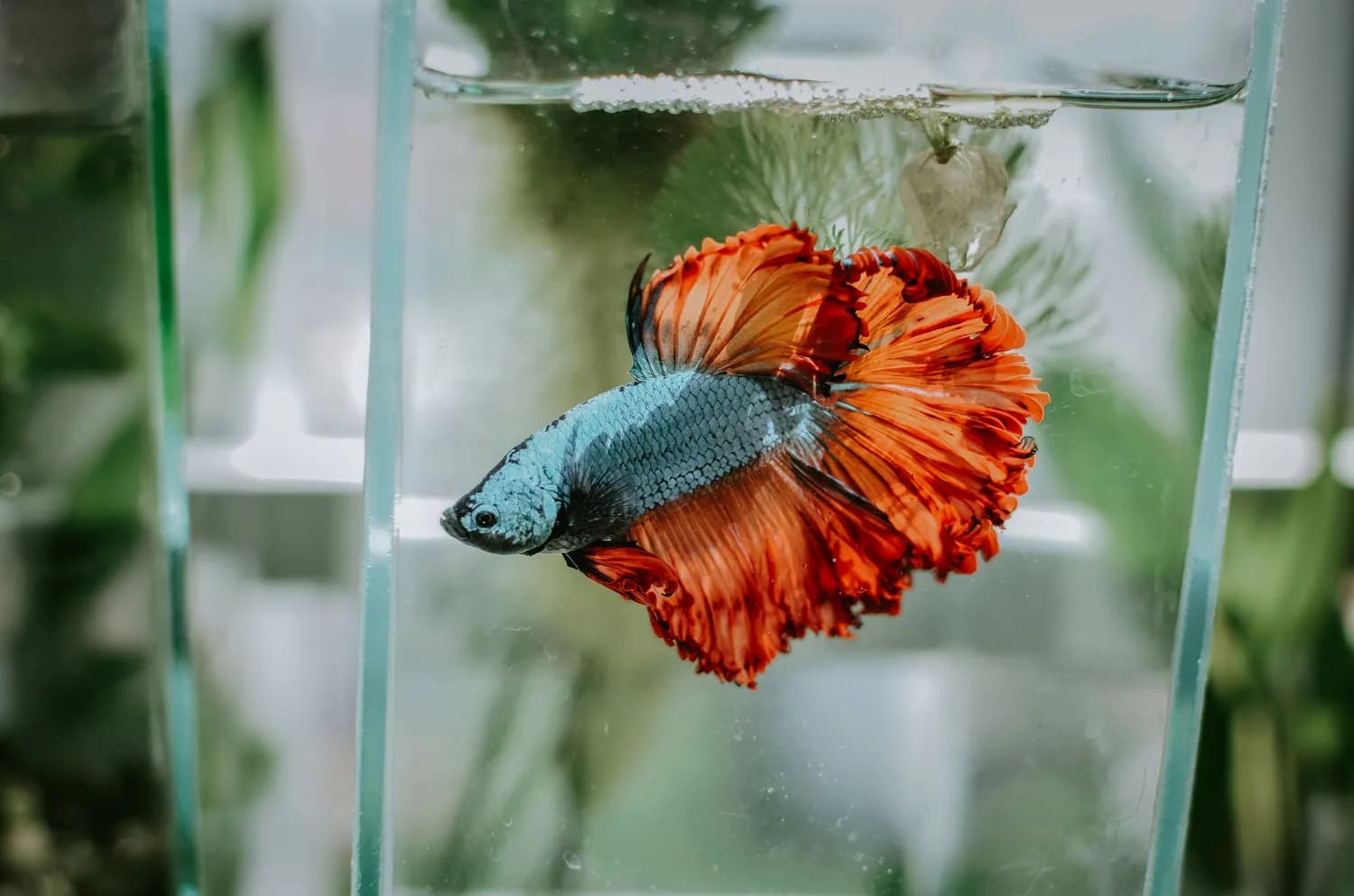 泰国斗鱼水族箱清理全攻略：从水质要求到注意事项