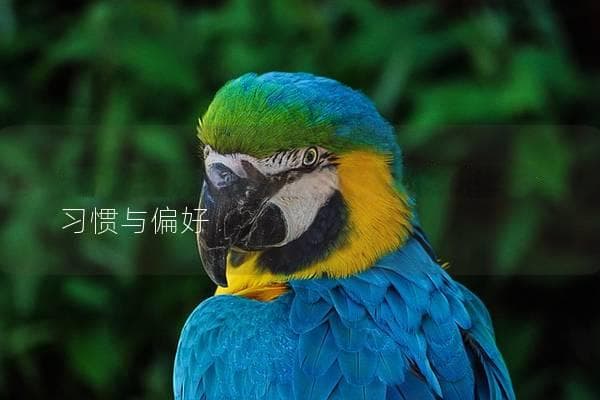 黄红眼鹦鹉吃什么？揭秘它们的饮食习惯与偏好