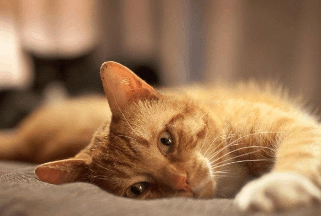 猫瘟的症状全解析：从初期到晚期的详细表现