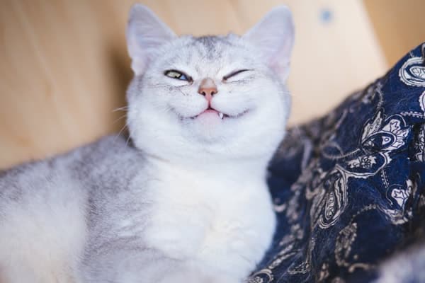 猫咪的日常护理步骤 猫咪的日常护理方法