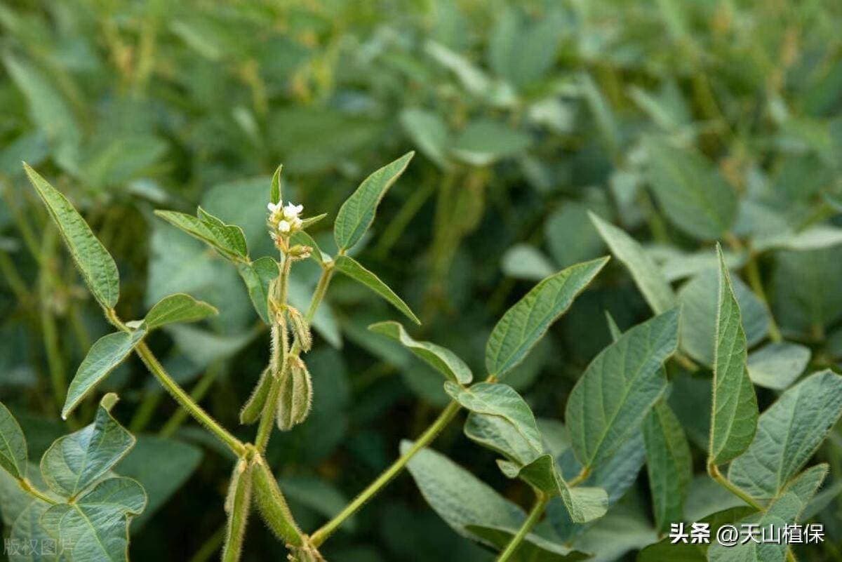 大豆开花结荚期管理要点详解