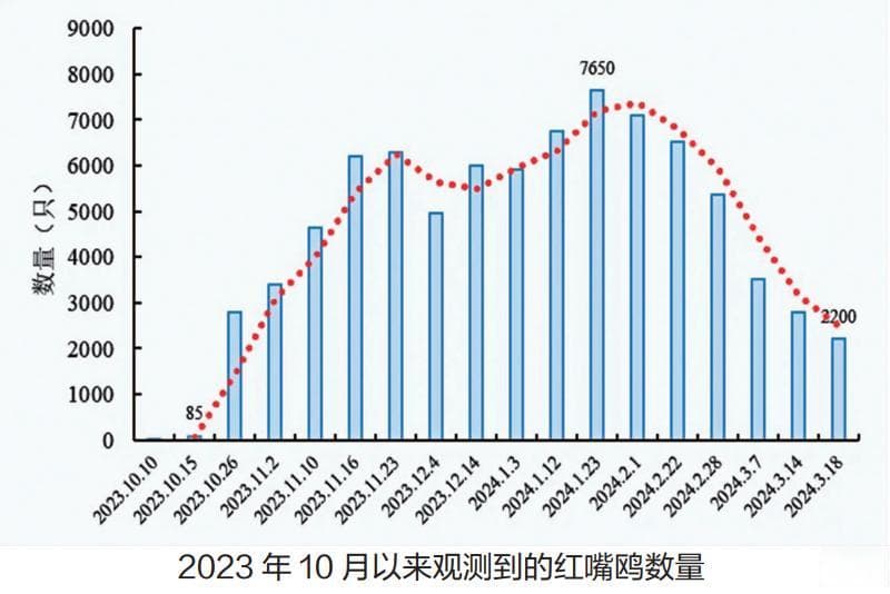 平均增重26克！来昆明的红嘴鸥胖了，但是……
